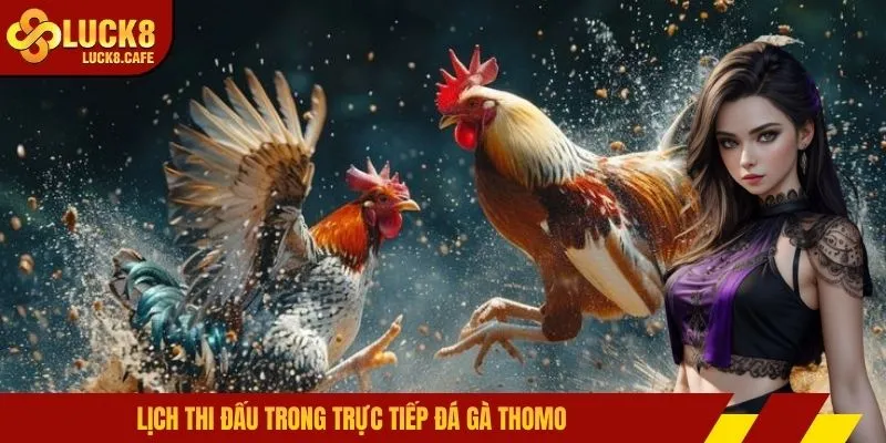 Lịch thi đấu trong trực tiếp đá gà Thomo