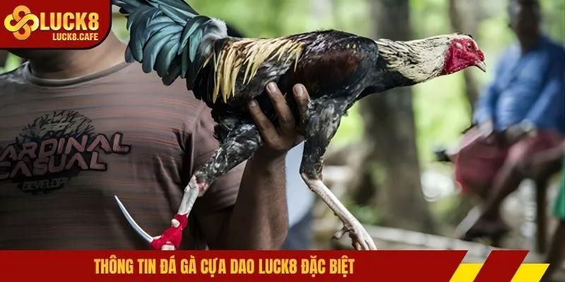 Thông tin đá gà cựa dao LUCK8 đặc biệt